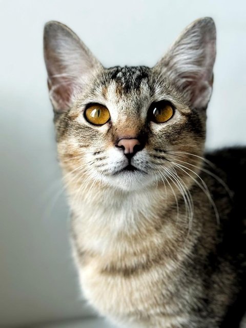 Delicata  - Domestic Short Hair Cat