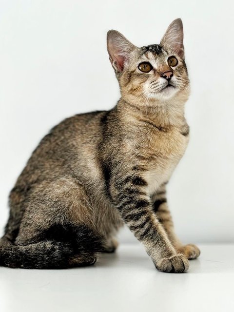 Delicata  - Domestic Short Hair Cat