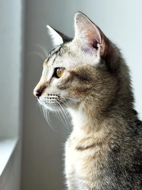 Delicata  - Domestic Short Hair Cat