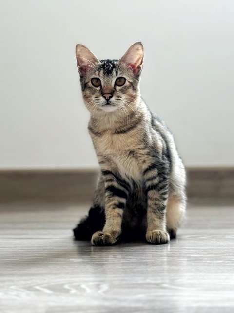 Delicata  - Domestic Short Hair Cat