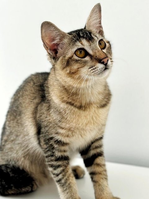 Delicata  - Domestic Short Hair Cat