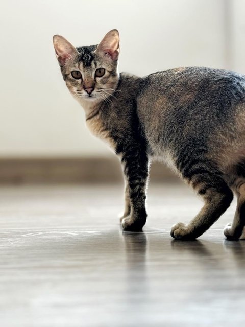 Delicata  - Domestic Short Hair Cat