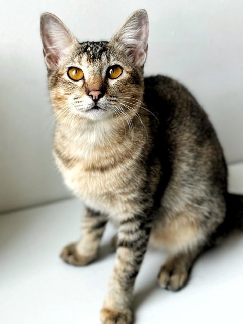 Delicata  - Domestic Short Hair Cat