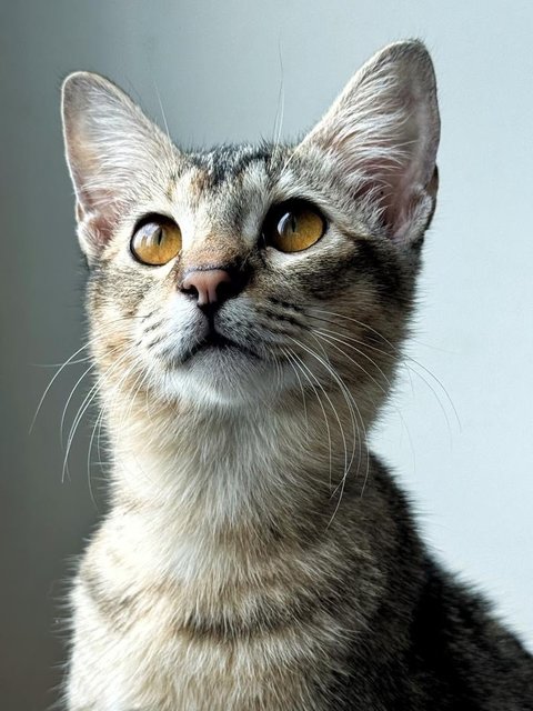 Delicata  - Domestic Short Hair Cat