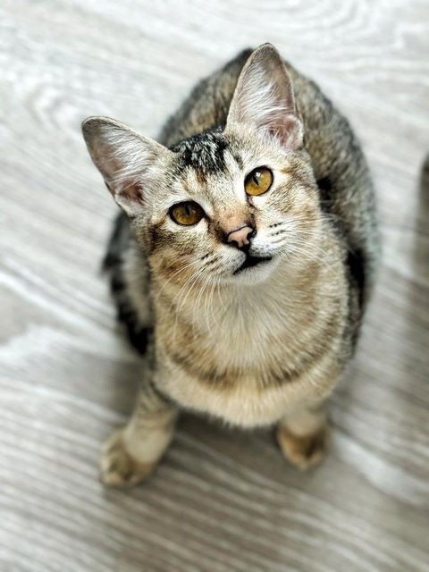 Delicata  - Domestic Short Hair Cat