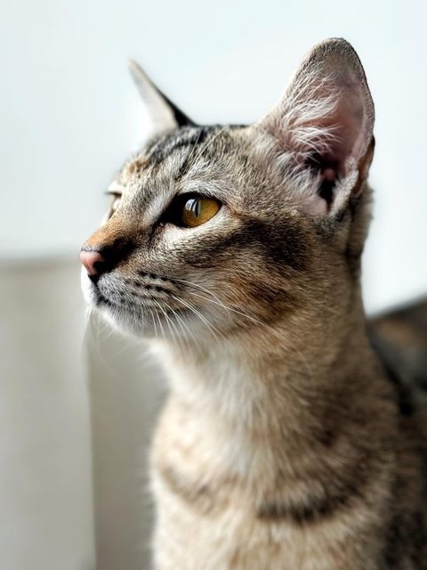 Delicata  - Domestic Short Hair Cat