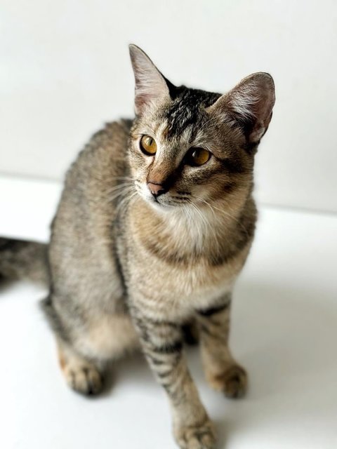 Delicata  - Domestic Short Hair Cat