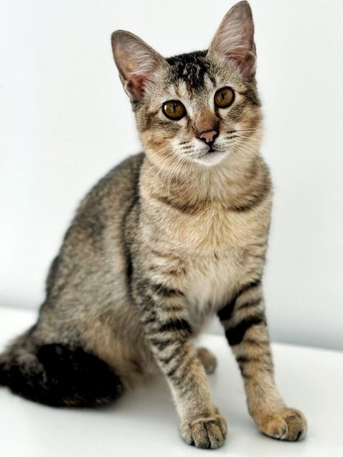 Delicata  - Domestic Short Hair Cat