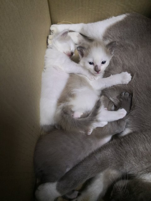 Kopi, Susu &amp; Ness - Domestic Short Hair Cat