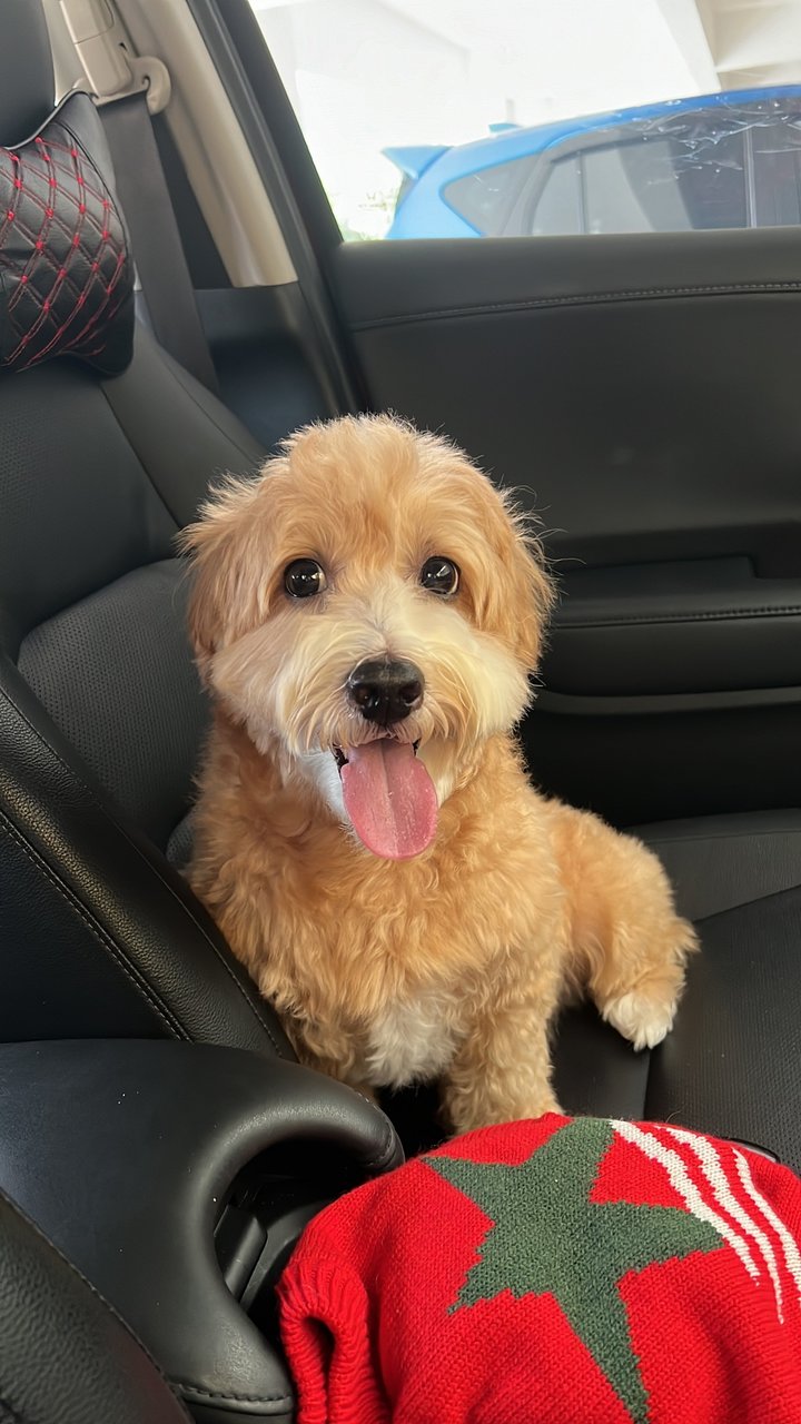 Cinnamon - Poodle + Cocker Spaniel Dog