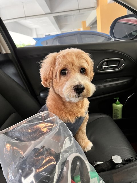 Cinnamon - Poodle + Cocker Spaniel Dog