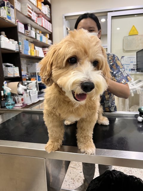 Cinnamon - Poodle + Cocker Spaniel Dog