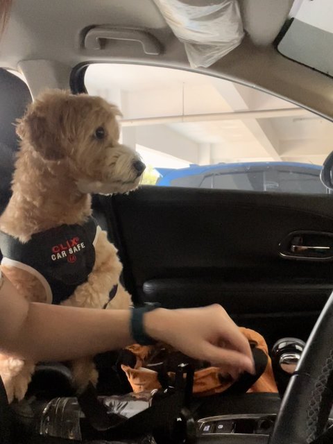 Cinnamon - Poodle + Cocker Spaniel Dog