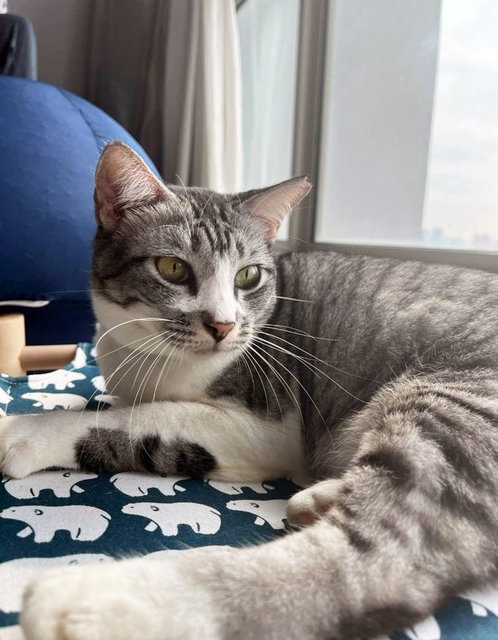 Candrine (Urgent Foster/adoption) - Domestic Short Hair Cat