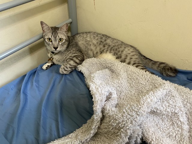 Yuki - Domestic Short Hair + Tabby Cat