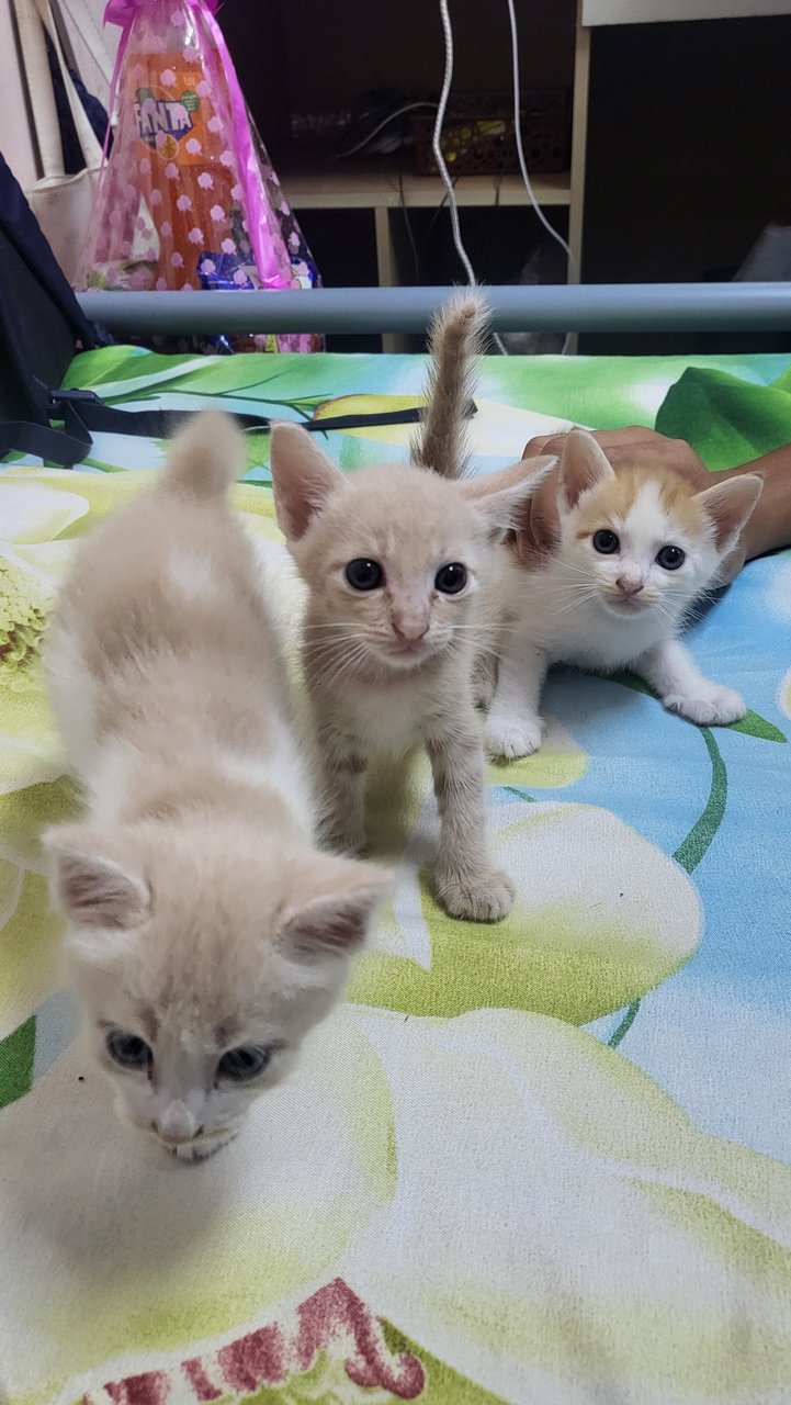 3 Kittens Without A Mom - Mixed Breed Dog