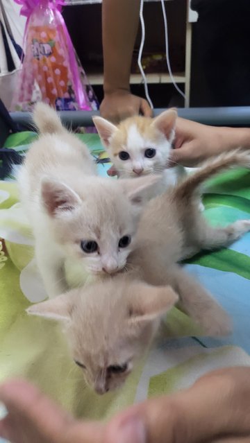 3 Kittens Without A Mom - Mixed Breed Dog