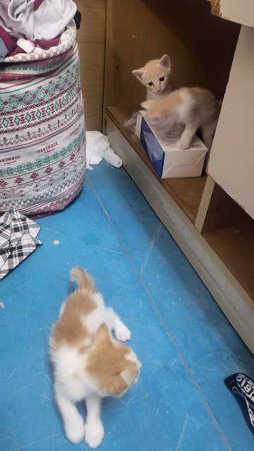 3 Kittens Without A Mom - Mixed Breed Dog