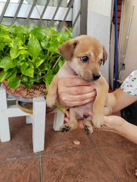 Oscar.  - Labrador Retriever Mix Dog