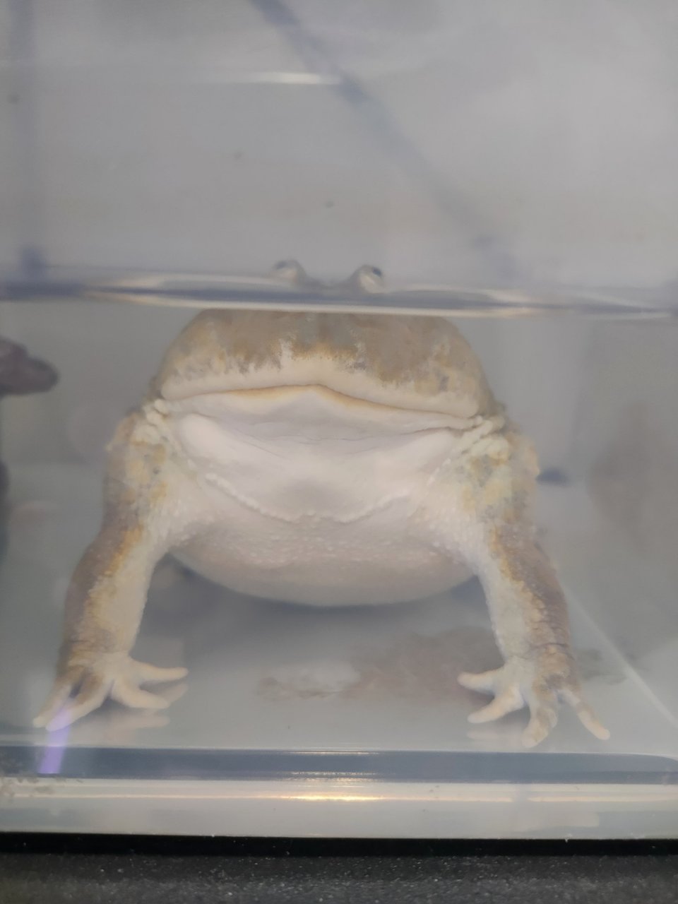 Si Gemok - Frog Reptile