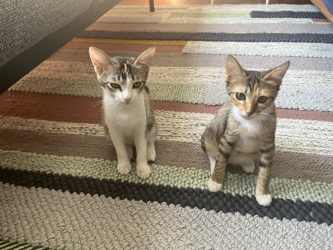 Poppy &amp; Opal - Domestic Short Hair Cat