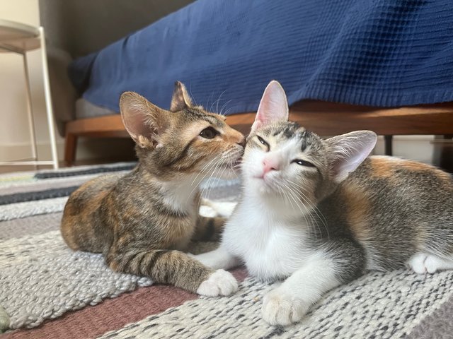 Poppy &amp; Opal - Domestic Short Hair Cat