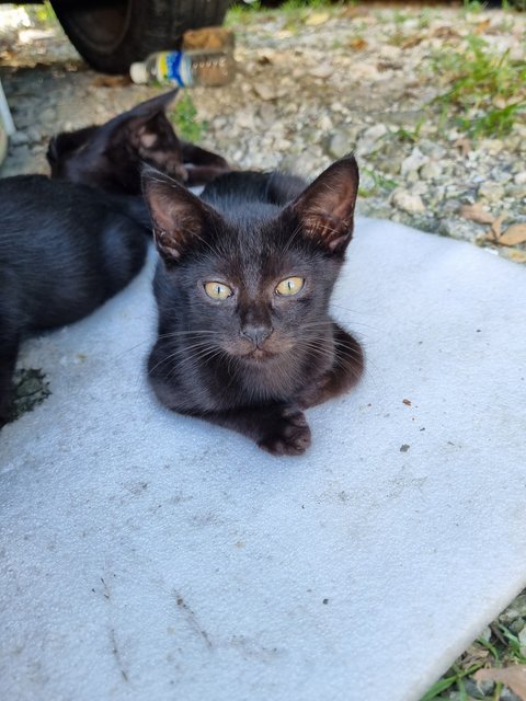 Blackie - Domestic Short Hair Cat