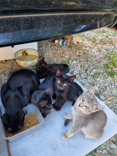 Blackie - Domestic Short Hair Cat