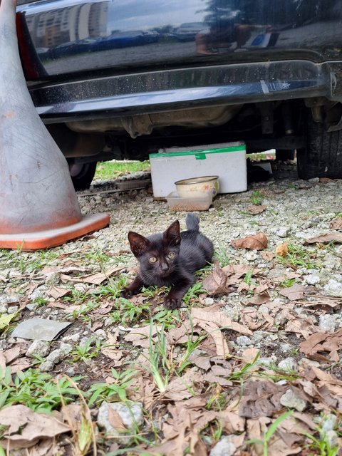 Blackie - Domestic Short Hair Cat