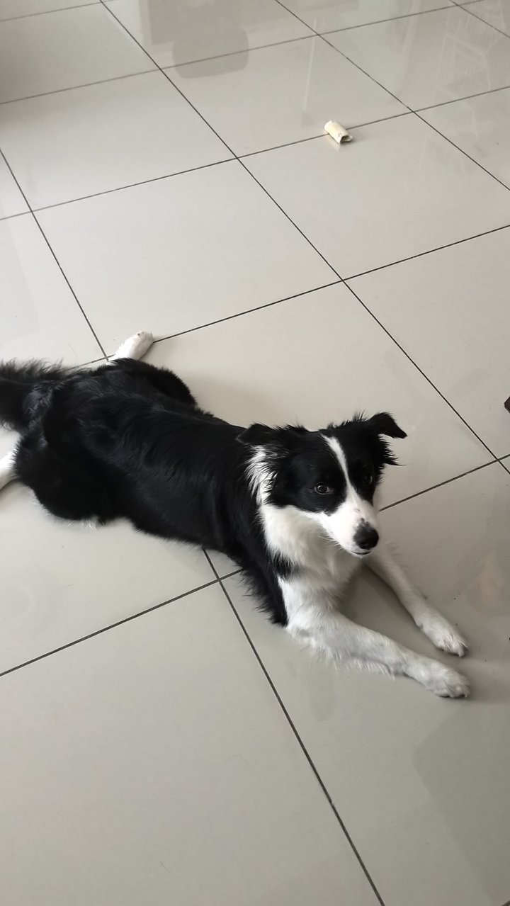 Qi Qi - Border Collie Dog