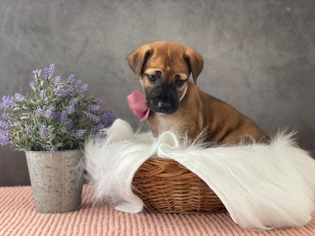 Gabby - Mixed Breed Dog