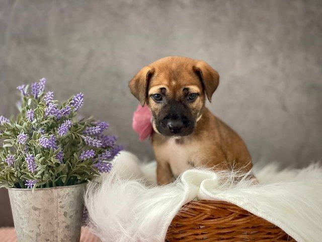 Gabby - Mixed Breed Dog