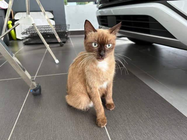 Siamese Mix - Siamese + Domestic Medium Hair Cat