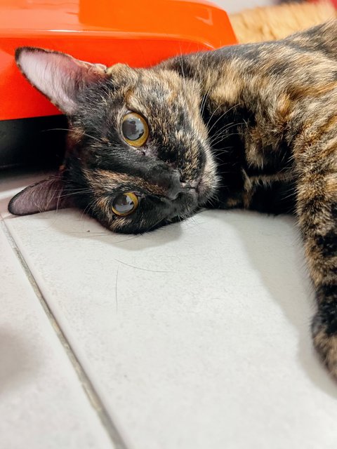 Pidan - Tortoiseshell Cat