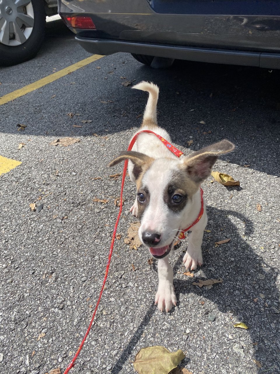 Oreo - Mixed Breed Dog