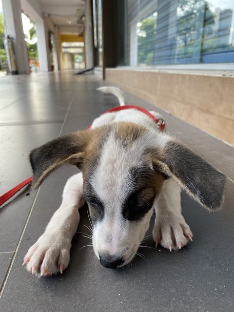 Oreo - Mixed Breed Dog