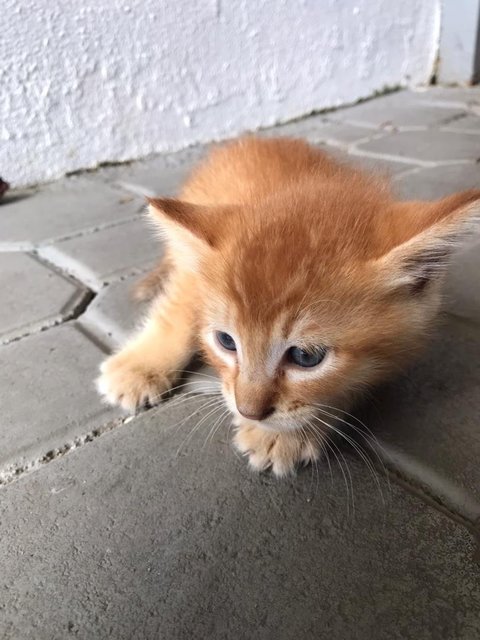 Garfield &amp; Pumpkin  - Domestic Short Hair Cat