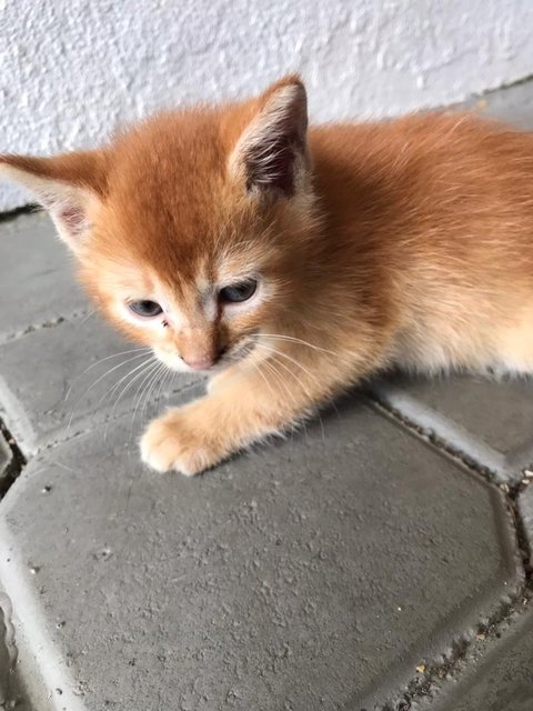 Garfield &amp; Pumpkin  - Domestic Short Hair Cat