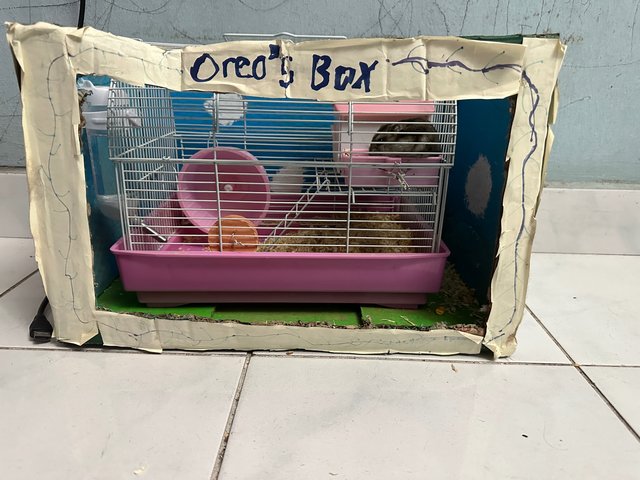 Oreo - Common Hamster Hamster