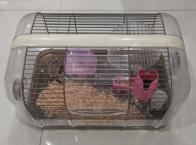 Golden Winter Drwaf Hamster (Red Eye)  - Short Dwarf Hamster Hamster