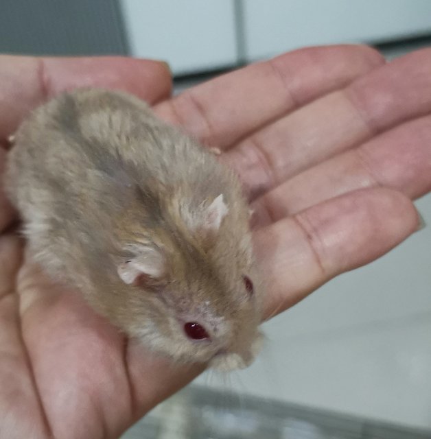 Golden Winter Drwaf Hamster (Red Eye)  - Short Dwarf Hamster Hamster