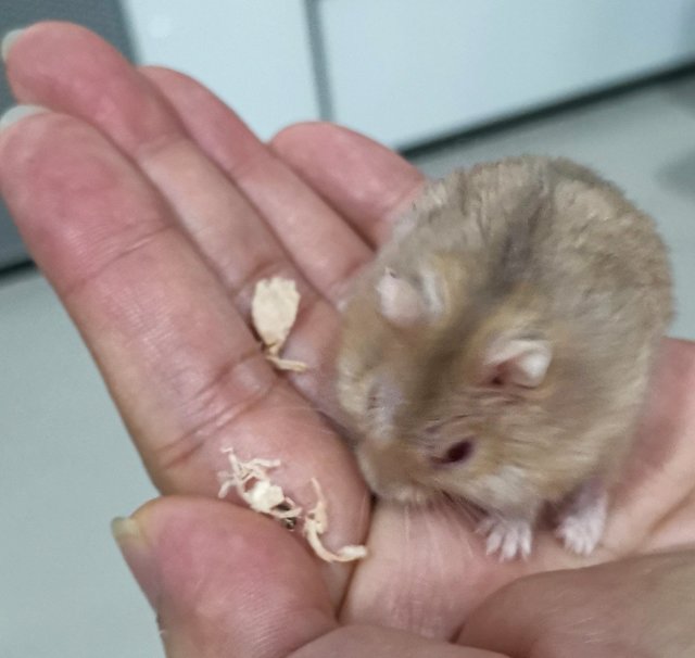 Golden Winter Drwaf Hamster (Red Eye)  - Short Dwarf Hamster Hamster