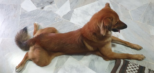 Vairav - Mixed Breed Dog