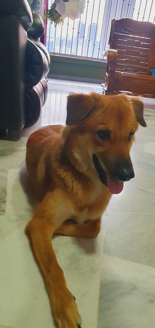 Vairav - Mixed Breed Dog