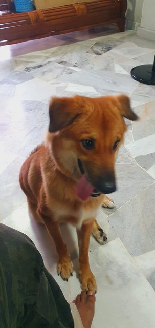 Vairav - Mixed Breed Dog