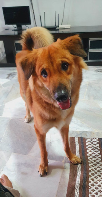 Vairav - Mixed Breed Dog