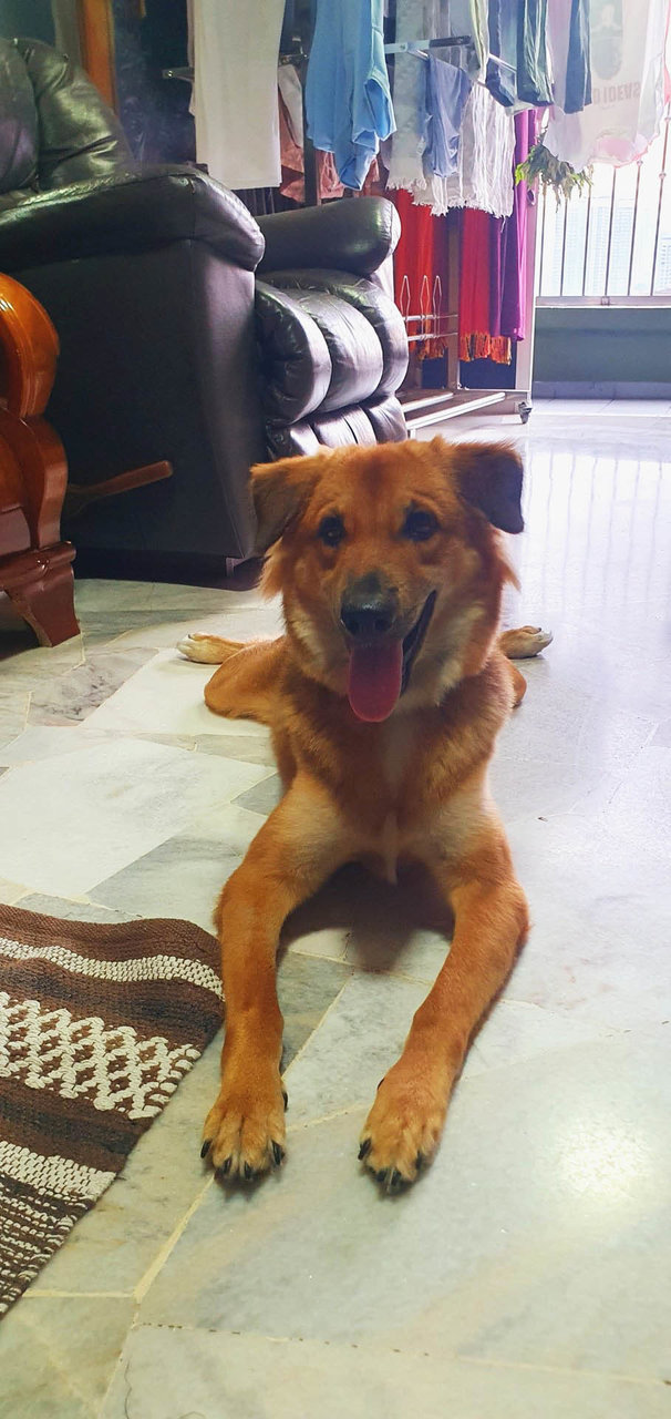 Vairav - Mixed Breed Dog