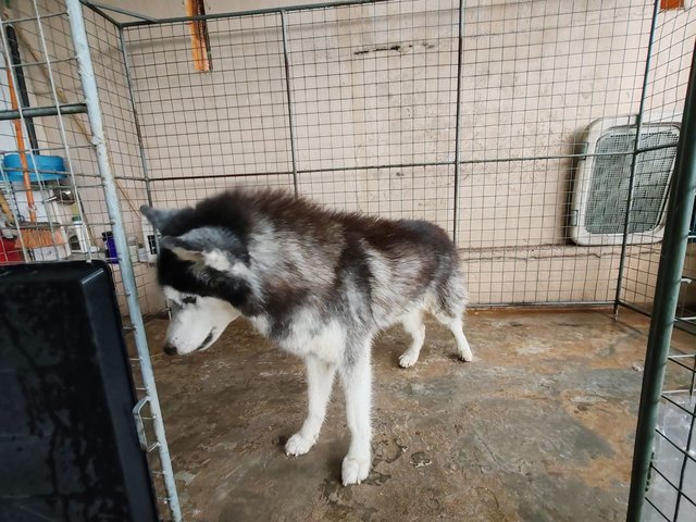 Bacon - Husky Dog