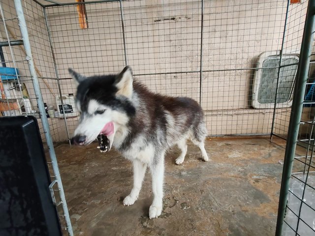 Bacon - Husky Dog