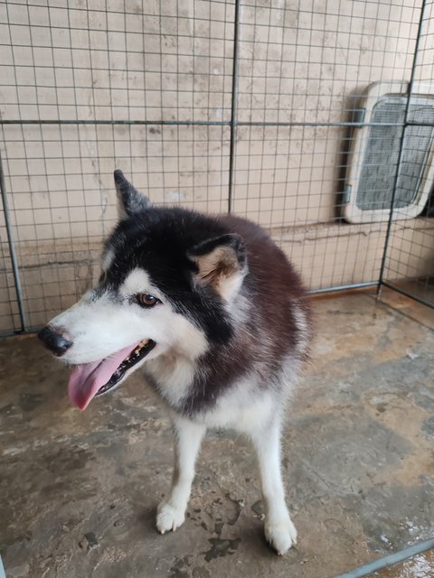 Bacon - Husky Dog